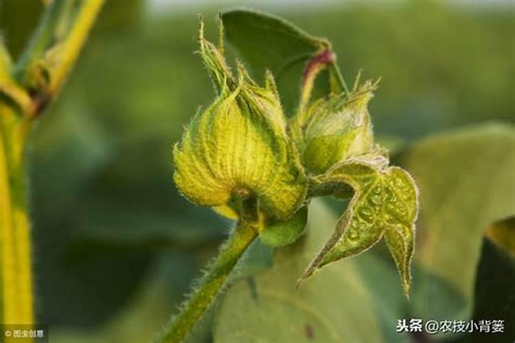 叶面肥喷施后几小时下雨不影响效果