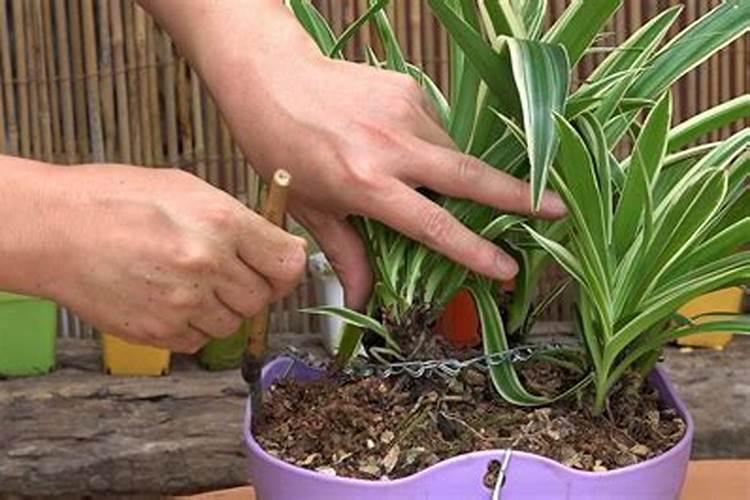 辣椒结果期用什么水溶肥效果好？辣椒膨大期专用叶面肥？