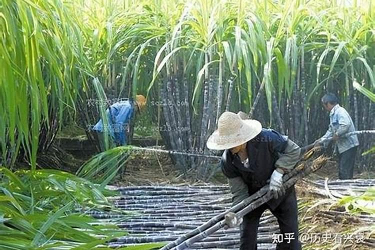 春天月季嫩叶焦边是怎么回事？