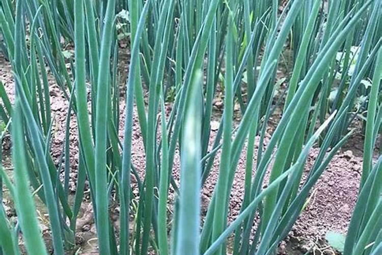 大葱种植施肥管理方法？大葱底肥用什么肥料最合适？