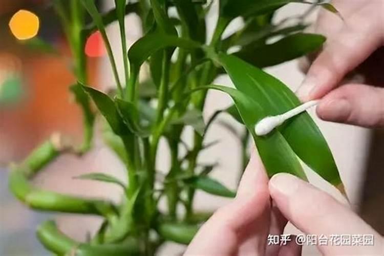 月季花生根快容易活的方法 月季花怎样生根快容易活杀虫杀菌