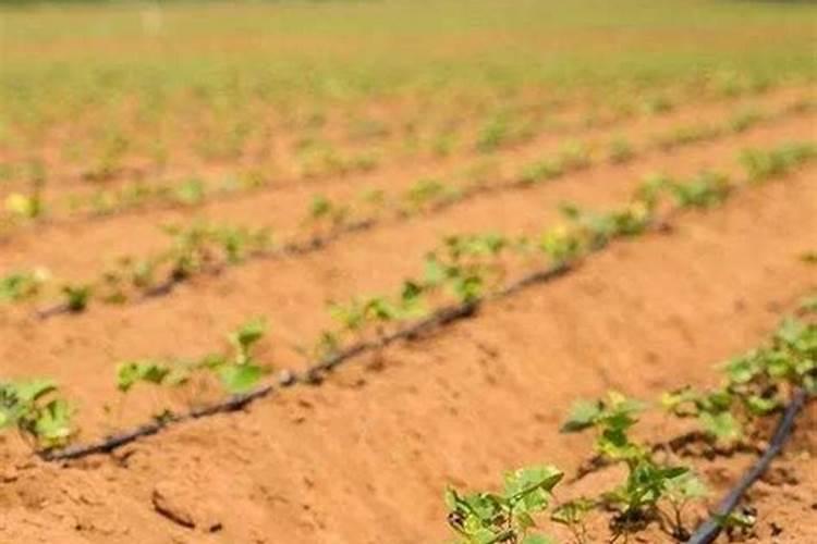 大蒜用什么含量复合肥做底肥