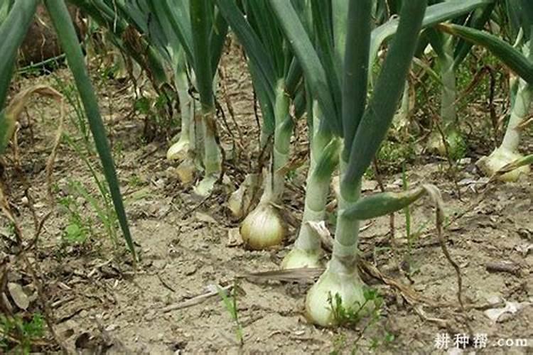 洋葱春季什么时候浇水施肥