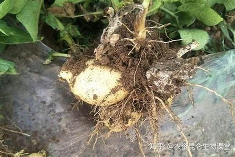 用什么肥料能让农作物快速生根？