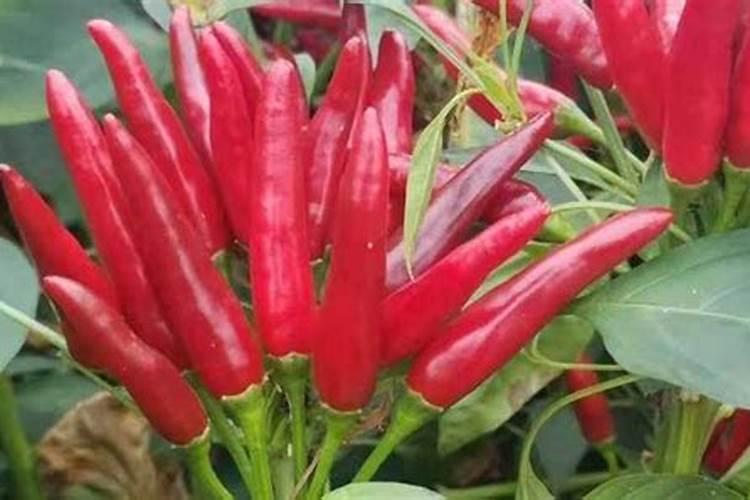 朝天椒结椒少,变形是何因？