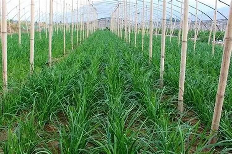 大棚韭菜冬季施肥方法 大棚韭菜冬季怎么施肥