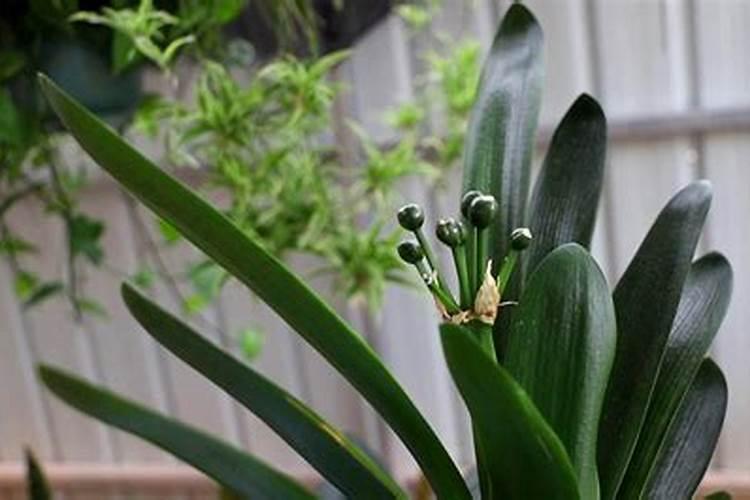 君子兰用什么肥料才能开花