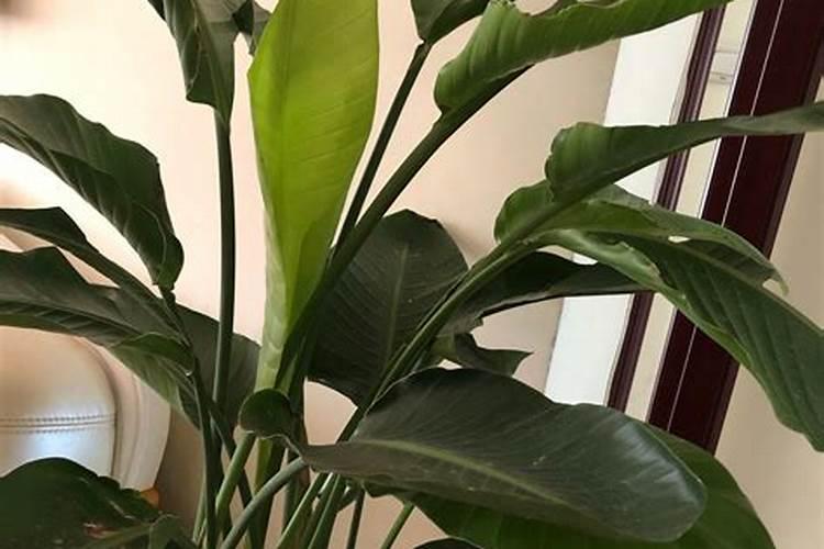 天堂鸟花怎么养才开花