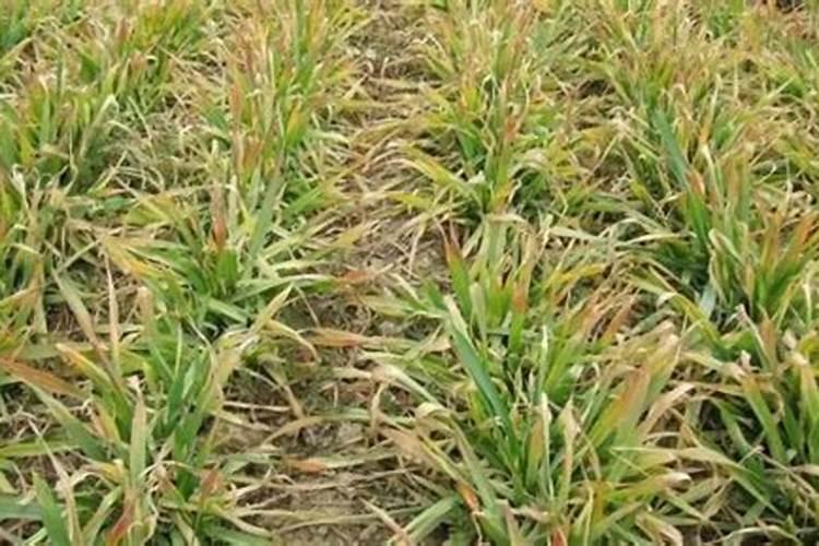 如何区分矿源黄腐酸钾的好与坏