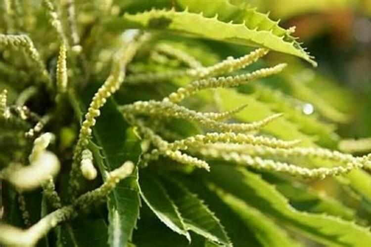 板栗用什么复合肥好