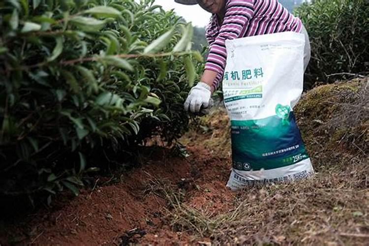 茶树怎样施肥才算合理？