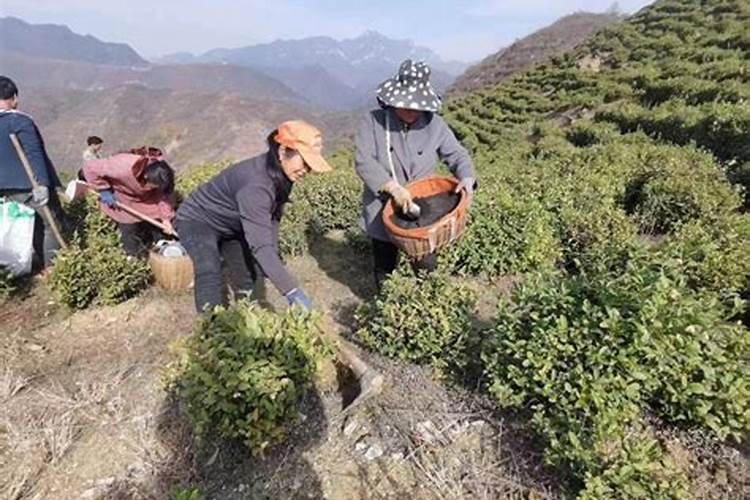 一亩地施多少磷肥合适  磷肥什么时间施最好