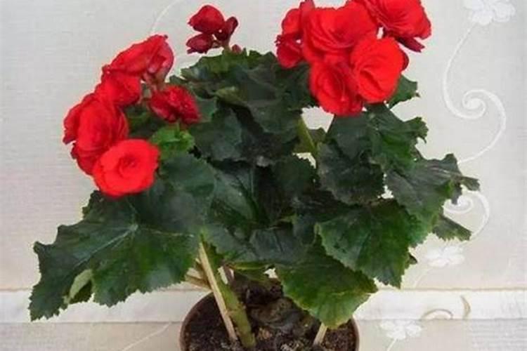 海棠花施什么肥好海棠花施什么肥