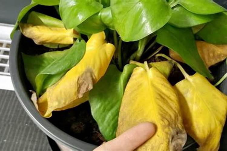 植物叶发黄了需要补什么肥料