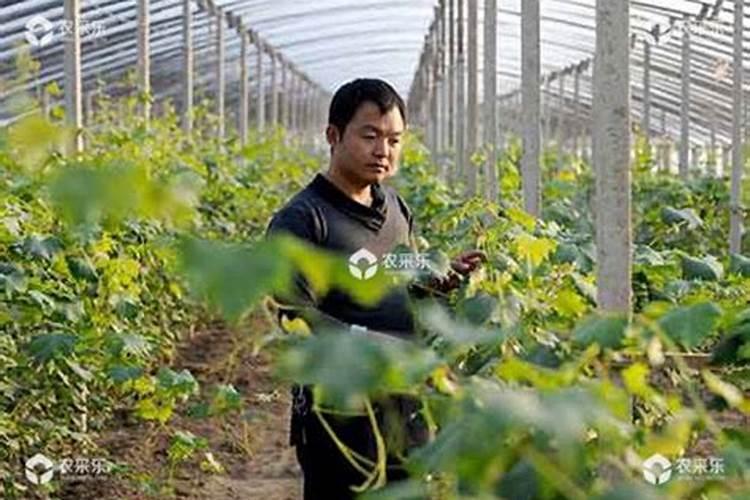 黄瓜追肥用什么肥料好
