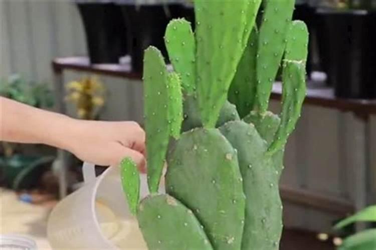 钾肥如何使用在花上