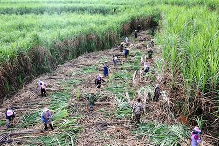 7月8月9月甘蔗应该上什么肥