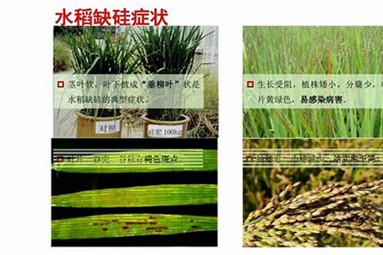 硅对植物生长的作用