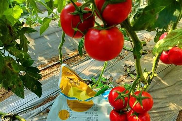 西红柿浇什么肥料最好