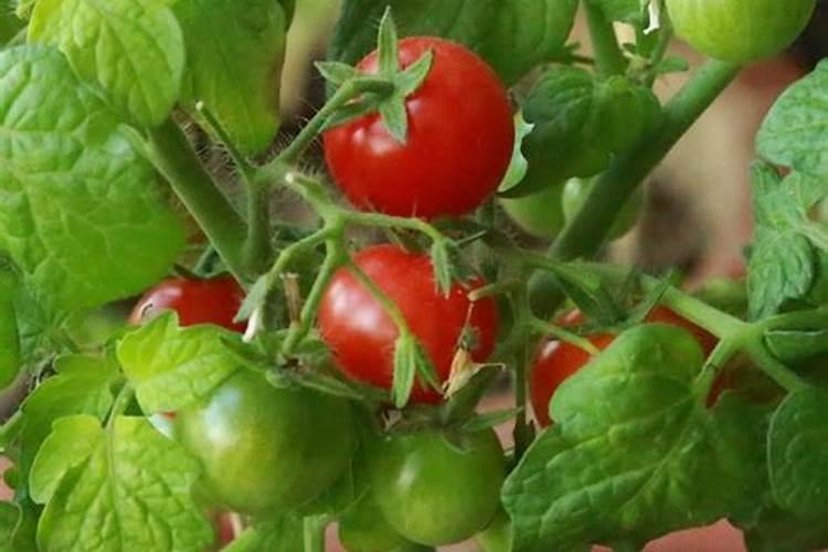 芸苔素内酯叶喷用量