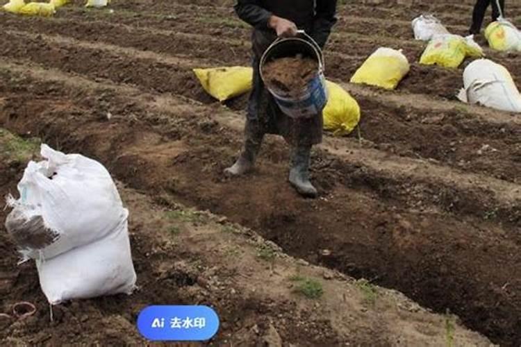 冲施肥什么时候效果好？