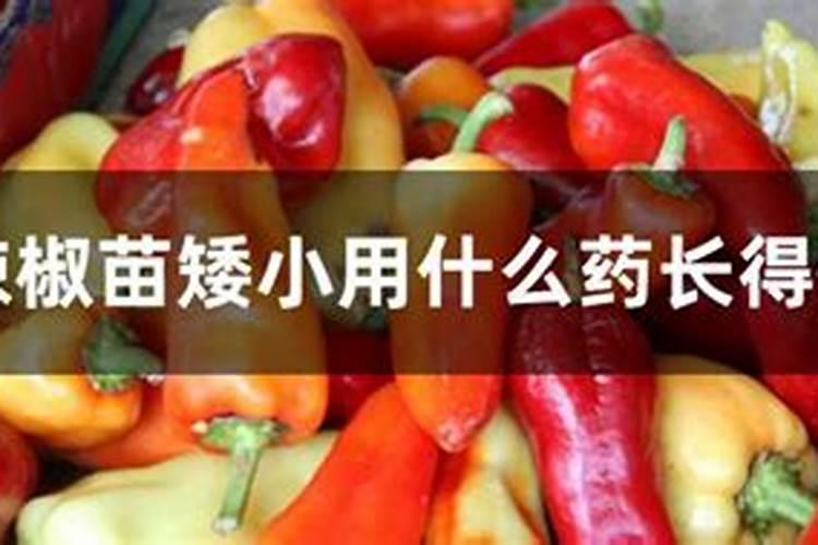 辣椒喷什么叶面肥结果多 多久喷一次