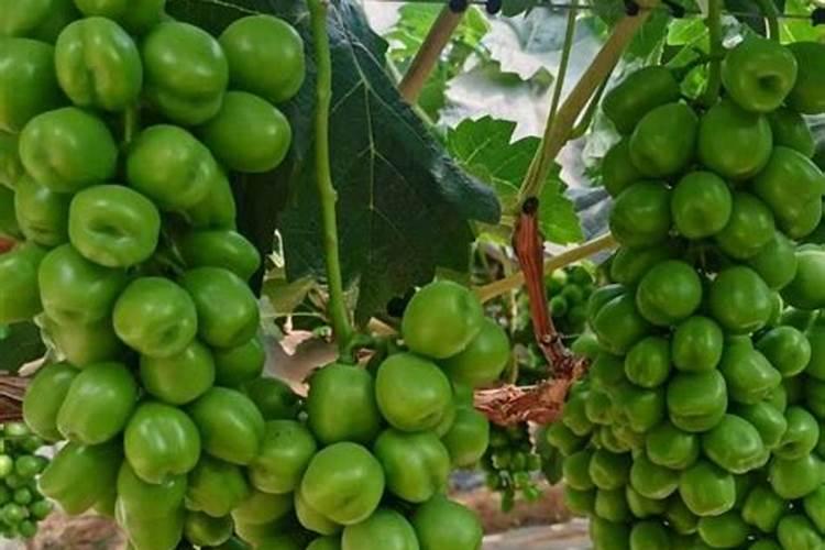 葡萄树什么时候施肥葡萄树的施肥时间