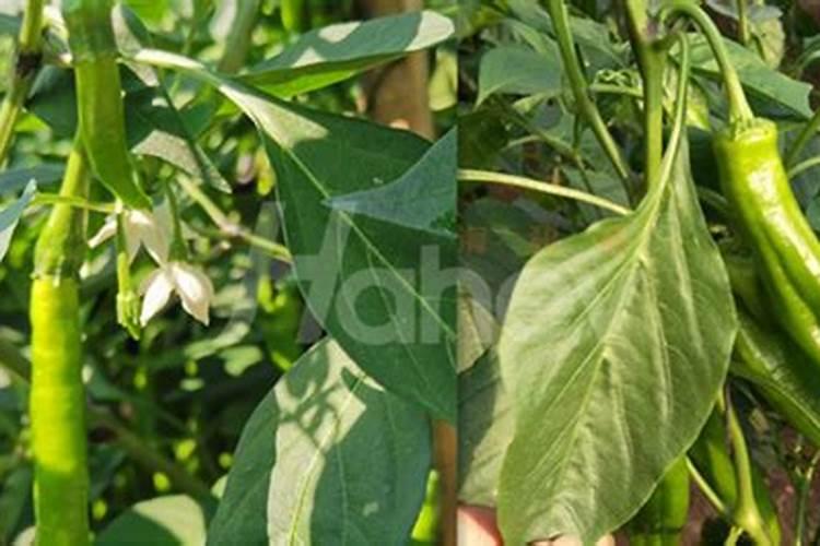 钾肥有哪些种类与用途