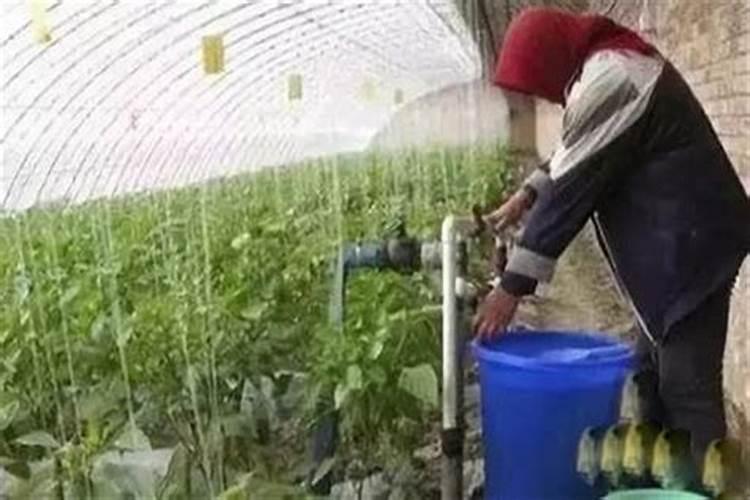 最好的天然花肥是什么