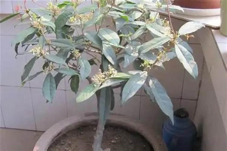 四季桂花施什么肥四季桂花怎么施肥