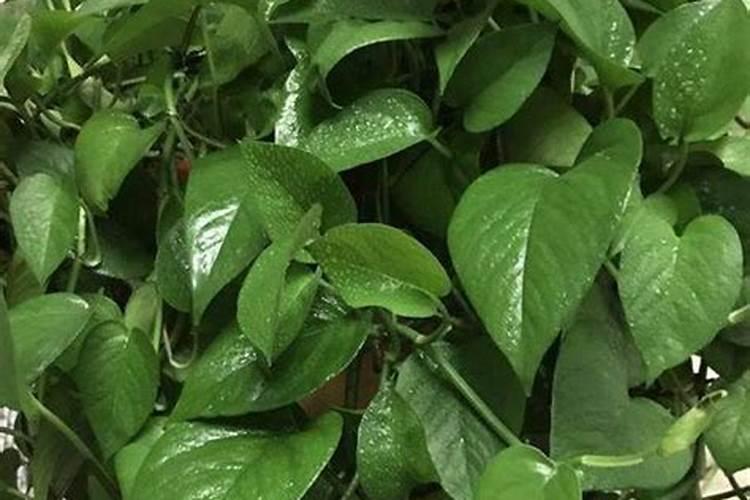 使叶子变绿的肥料、绿植需要的肥料有哪些