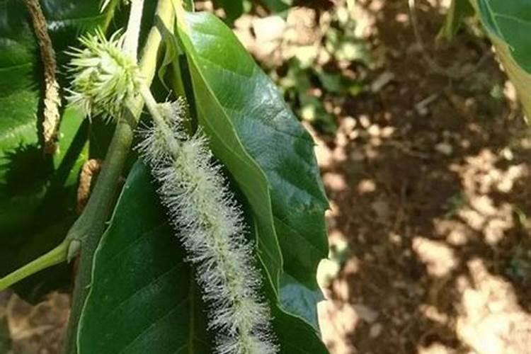 板栗膨果打什么叶面肥好