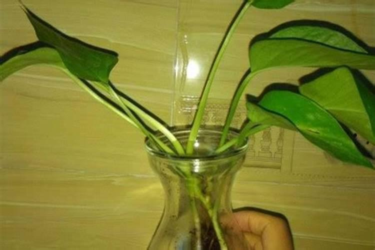 绿萝最好的肥料