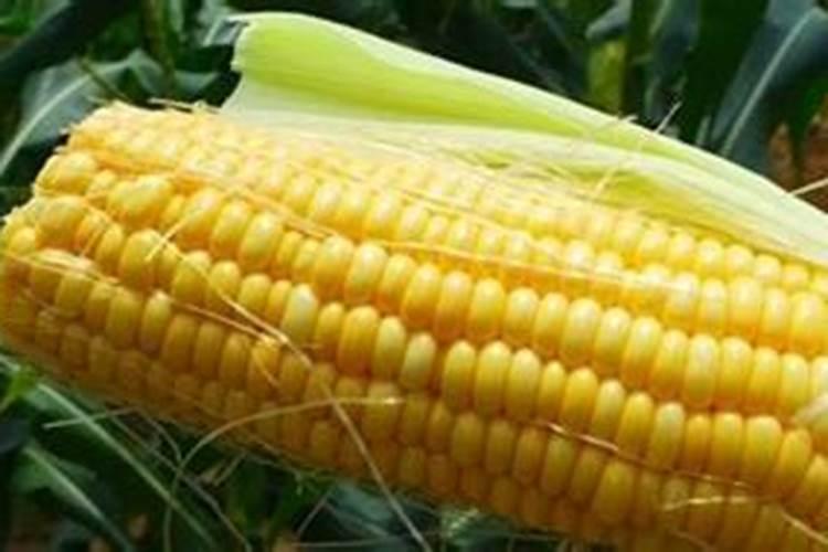 玉米出穗施什么肥