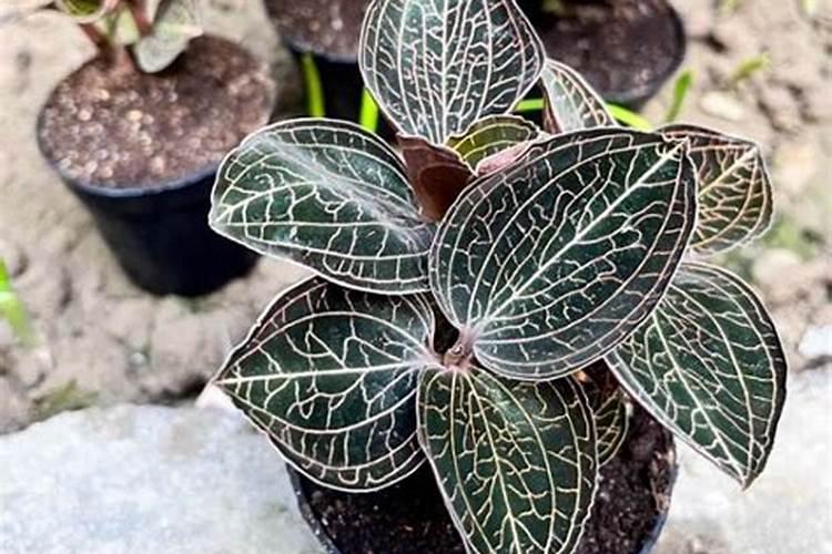 如何有效去除水体中的氨氮？这些方法很实用!