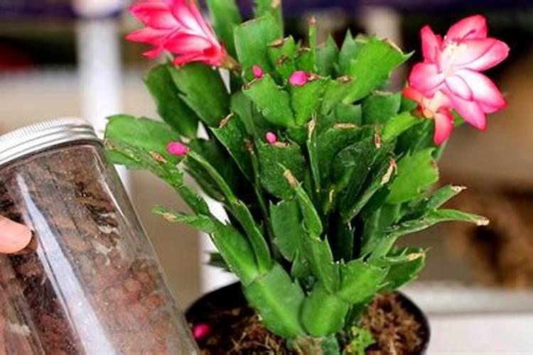 蟹爪兰有花苞施什么肥好