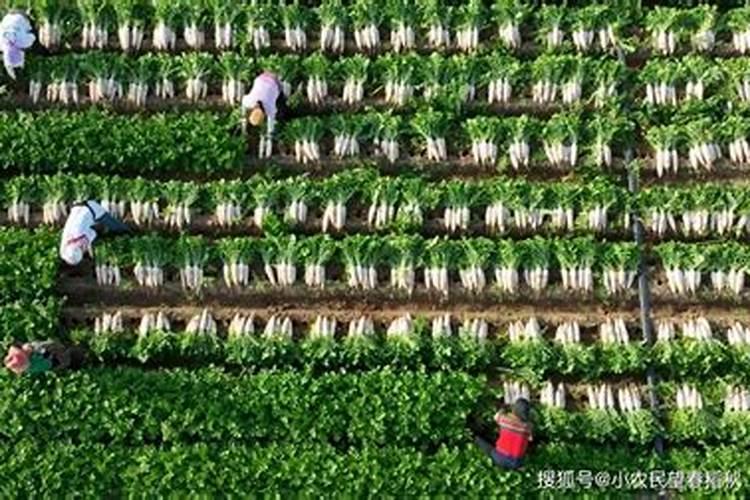 想要萝卜长得好,具体的施肥标准是怎样的？