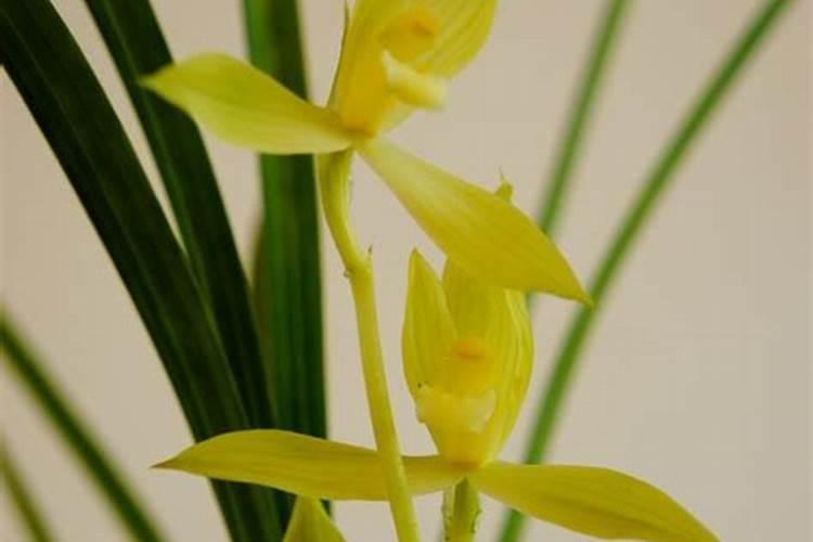 惠兰怎样年年开花