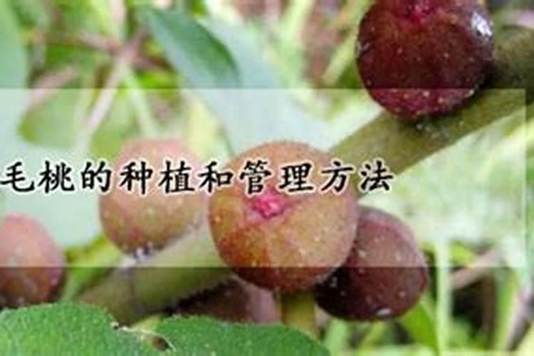 种植绿叶蔬菜用什么肥料