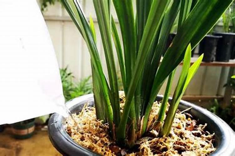 兰花叶片长青苔怎么养护才能根治