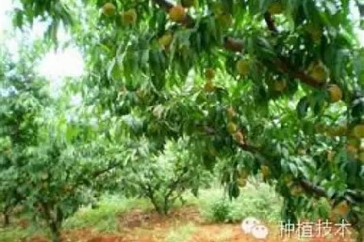 桃树用什么肥料最好最旺