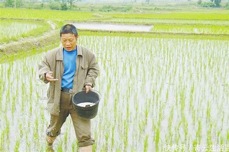 请问专家:中稻田在什么时间段施钾肥,标准亩施多少？