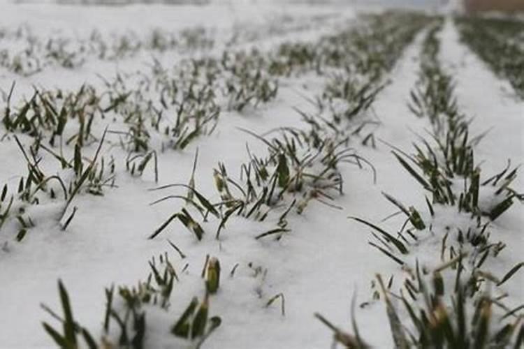 玉米育苗多少天可栽？