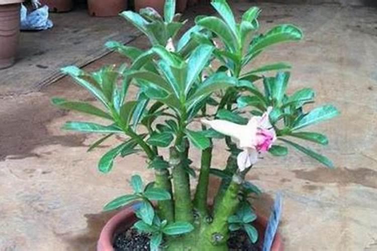 月季花黄叶干叶,沙漠玫瑰同样的情况,怎么回事啊,是不是有什么病了？