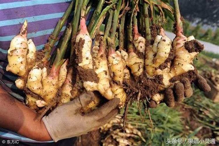 高产大姜施肥方法 姜如何施肥