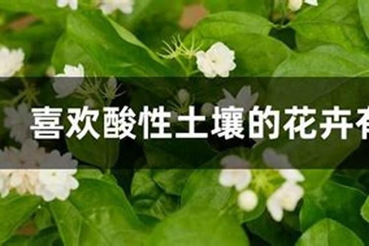茶花要施什么肥料,是碱性还是酸性