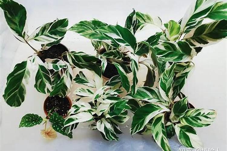 硅肥的主要作用有哪些