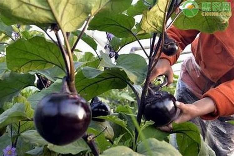 茄子怎么施肥才能获得高产