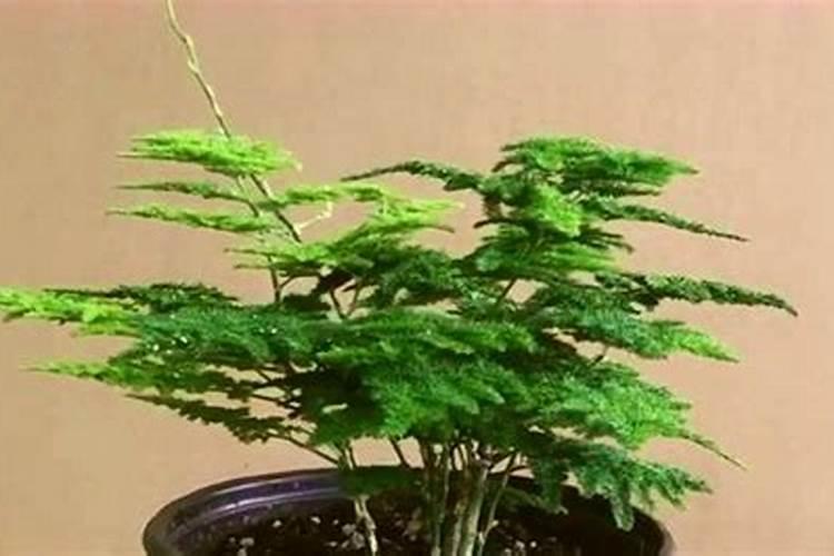 文竹浇什么才能更旺盛