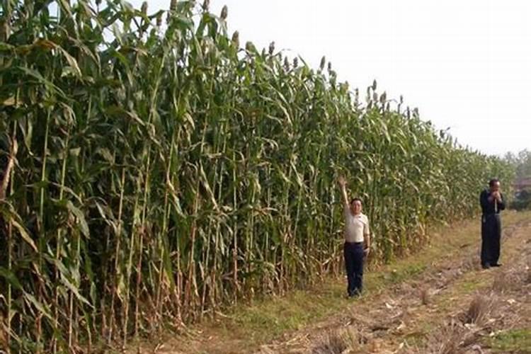 晋城谷沃丰复合肥价格表